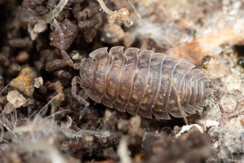 Réf. 275 418 : Oniscus asellus